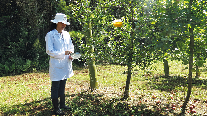 Monitoramento de mosca-das-frutas em pomar de macieira (Caçador, Santa Catarina). Foto: Everlan Fagundes