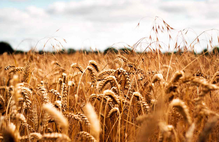 Wheat: American harvest starts the year with low indicators