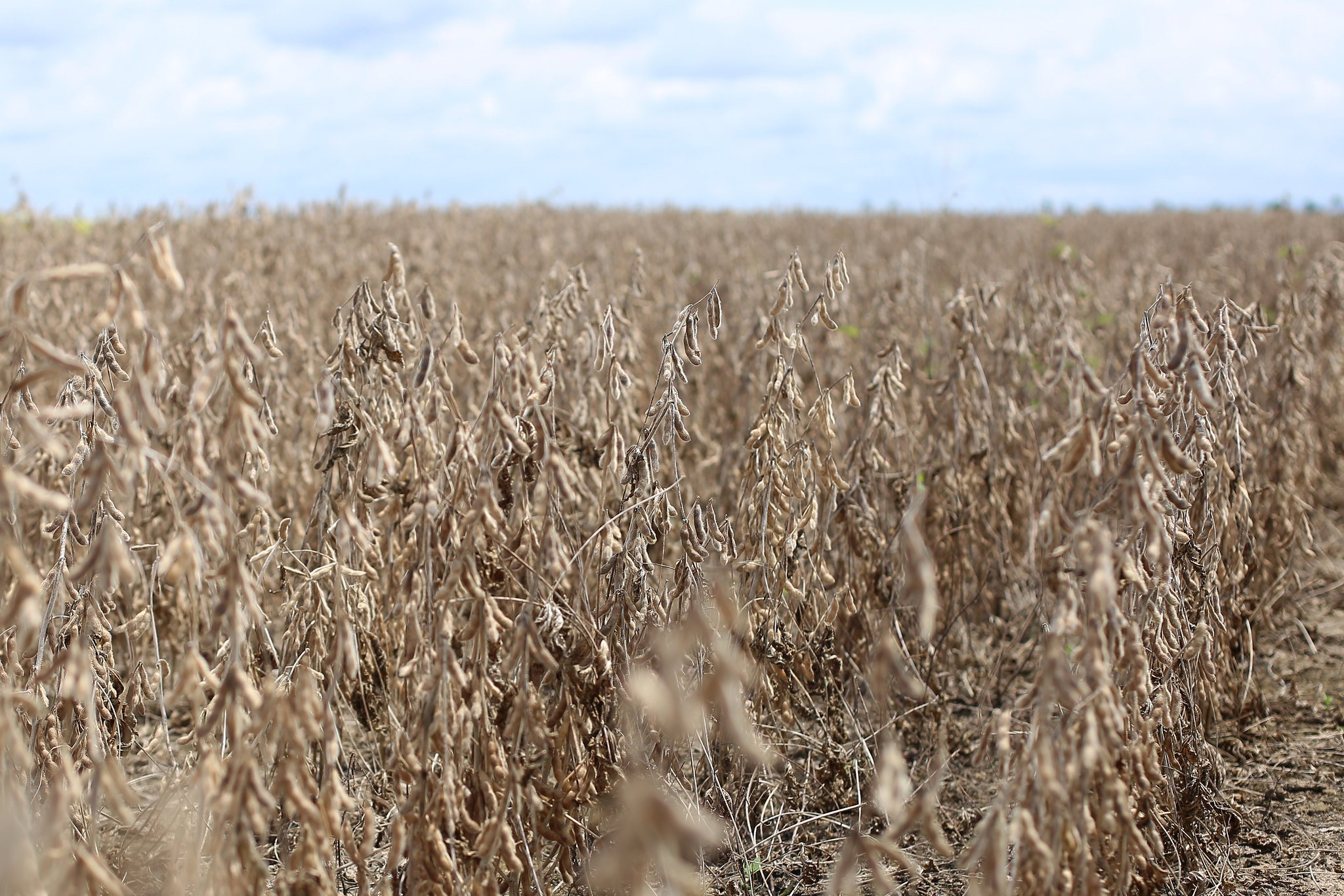 Ritmo da colheita da soja aumenta, mas comercialização é baixa