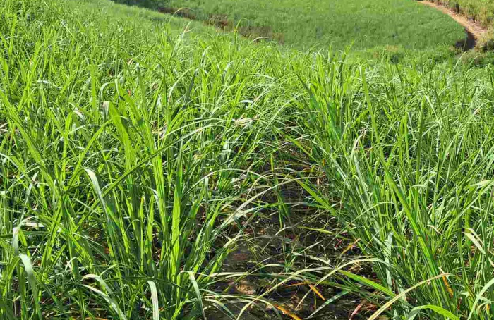 Satis firma parceria exclusiva no setor sucroenergético