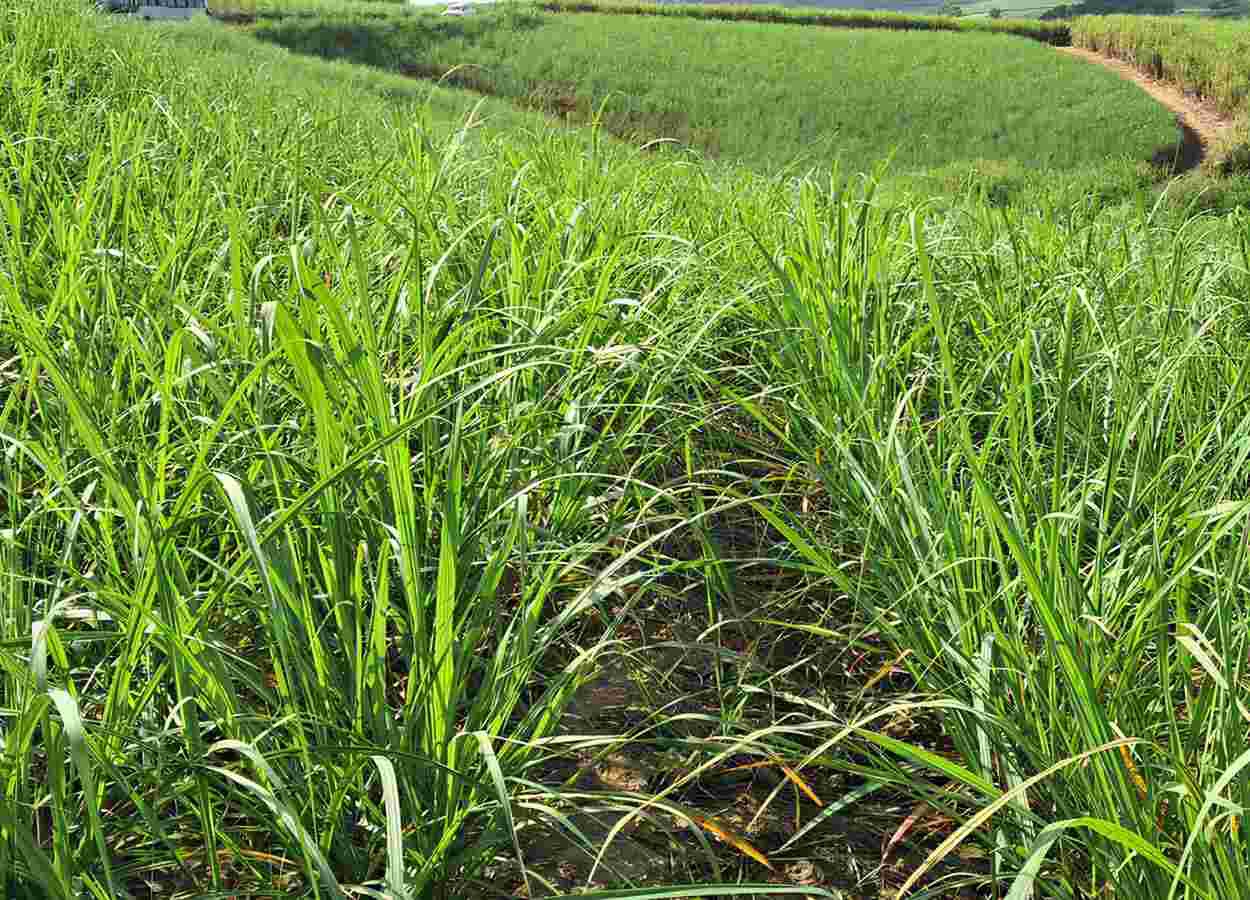 Satis geht eine exklusive Partnerschaft im Zucker- und Energiesektor ein.