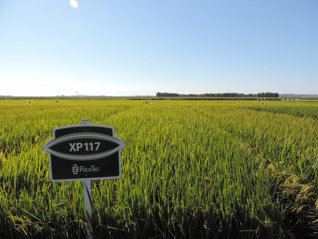 Programa de Pesquisa e Melhoramento da RiceTec lança cultivar XP117