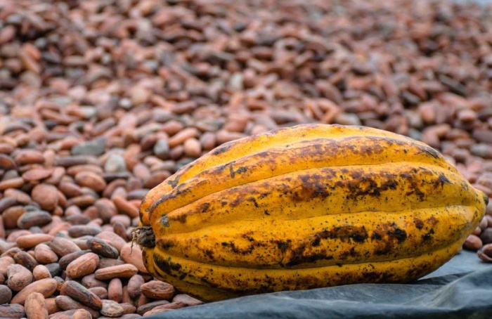 Indústria de cacau fecha 2025 com forte queda na moagem