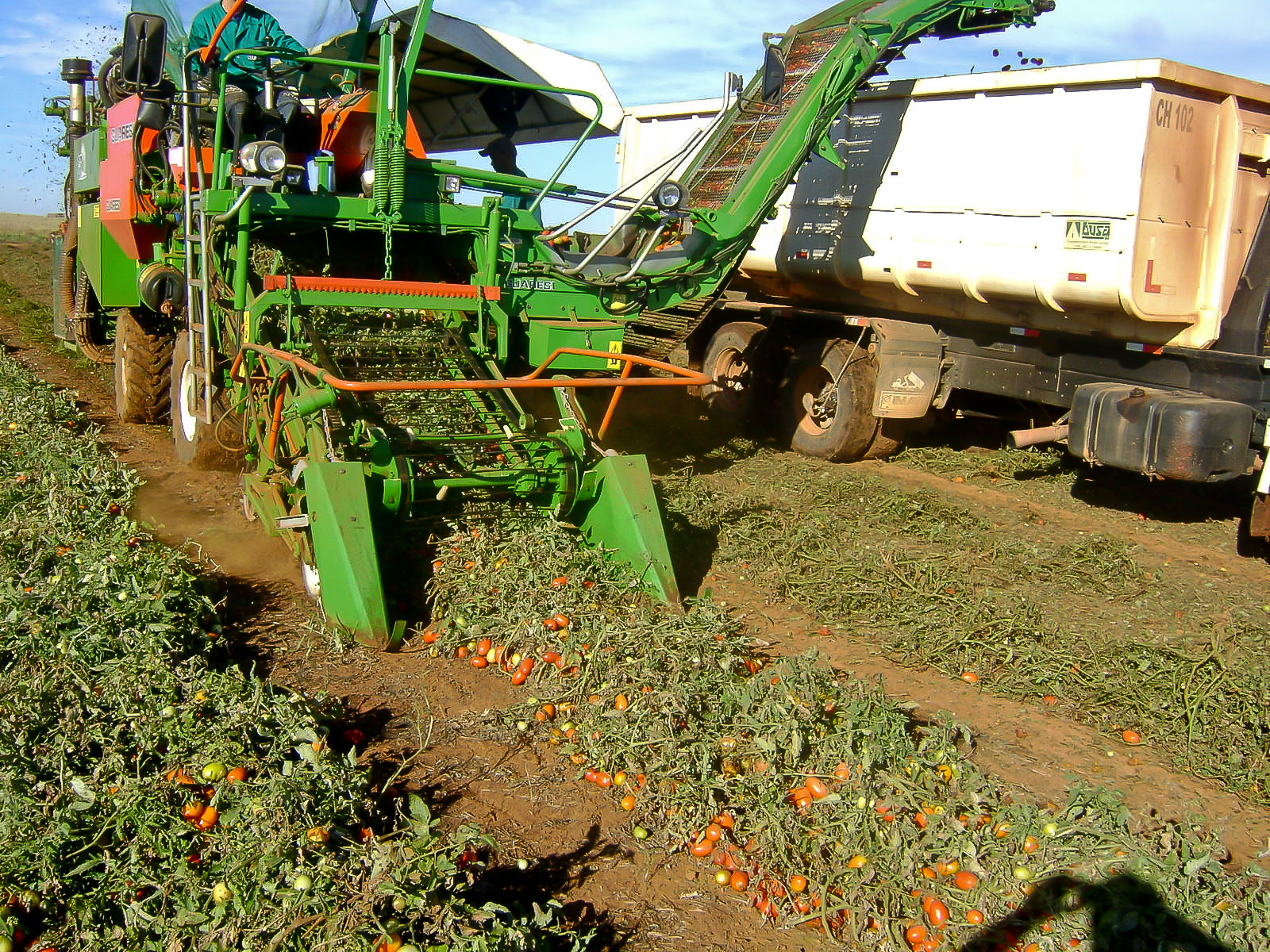 A colheita do tomate é realizada por colhedoras que possuem um sistema de trilha que destaca as ramas dos frutos através da vibração forçada de um rotor, sendo este sistema utilizado em grandes culturas, como o café.