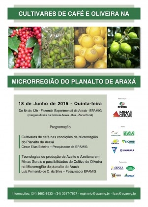 Cultivo de café e oliveira é tema do Dia de Campo em Araxá, MG
