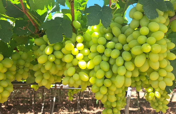 Cultivar de uva BRS 54 Lumiar reduz custo de produção no Semiárido
