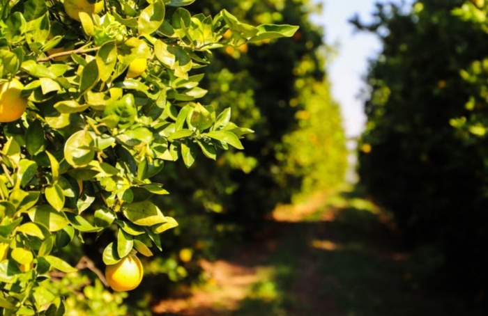 Relatório cancro/greening deve ser entregue até janeiro em SP