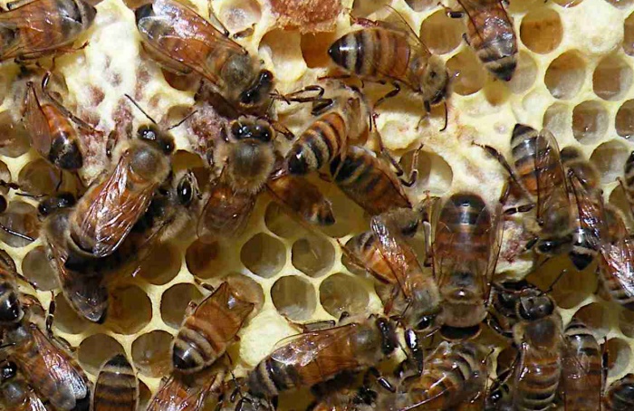 Perda da rainha ativa via dopaminérgica em operárias de abelhas