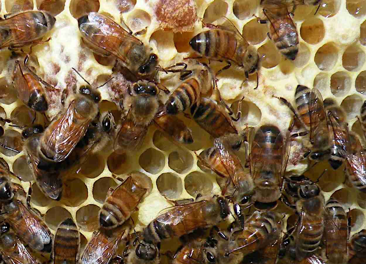 Estudo identifica aumento de dopamina cerebral e ativação hormonal durante desenvolvimento ovariano em Apis mellifera