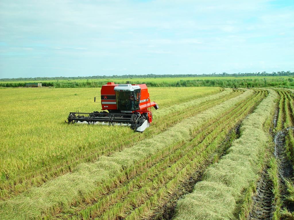 Entidades convocam mutirões para renegociação de vencimentos do arroz