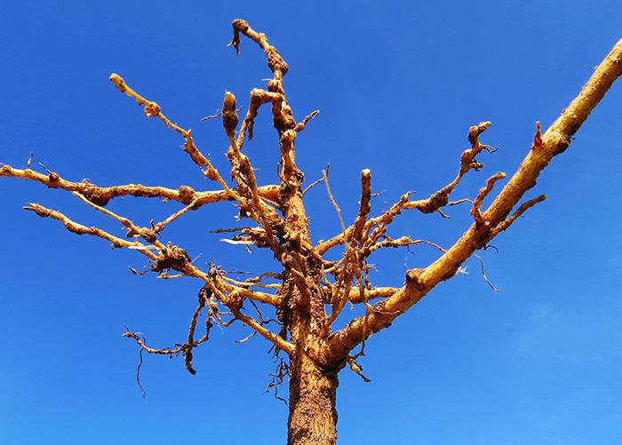 Mapeamento de nematoides do algodoeiro auxilia no manejo do parasita na Bahia