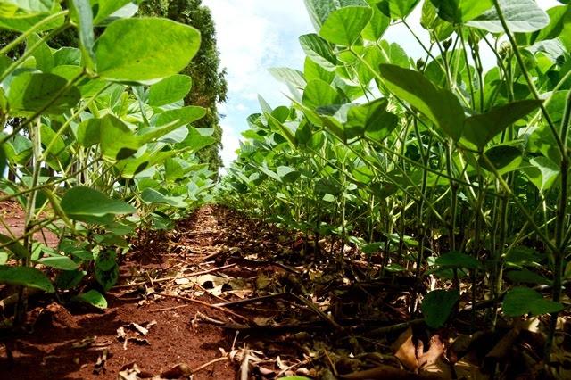 ​Plantio da soja chega a 68% das lavouras do estado, segundo Aprosoja, MS