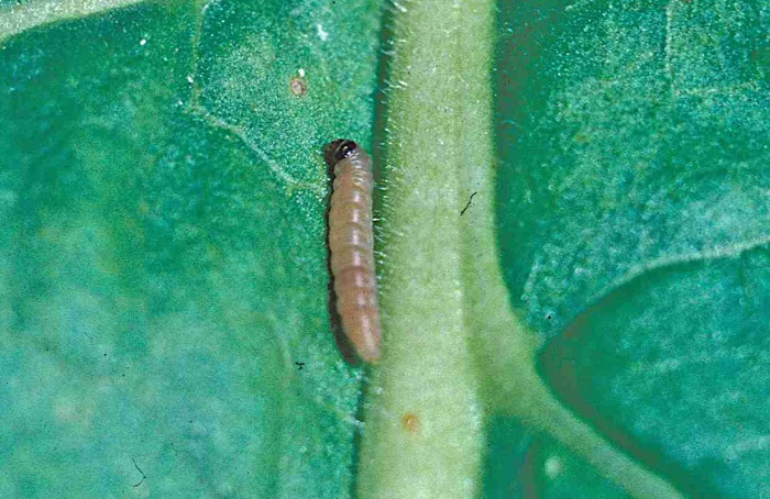 Ácaro parasitoide altera desenvolvimento da traça-da-batata