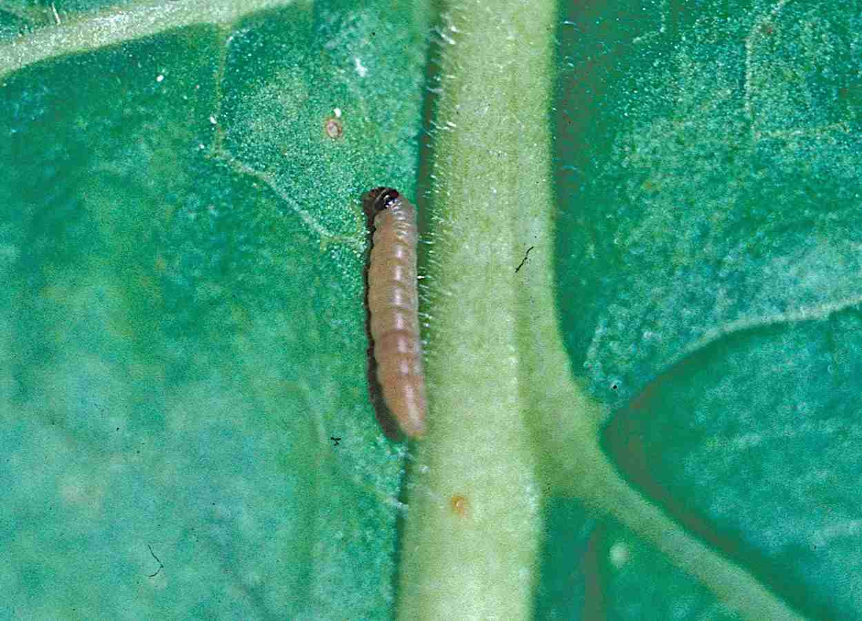 Ácaro parasitoide altera desenvolvimento da traça-da-batata