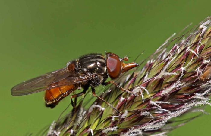 Diversidade de aromas florais atrai polinizadores e reduz bactérias