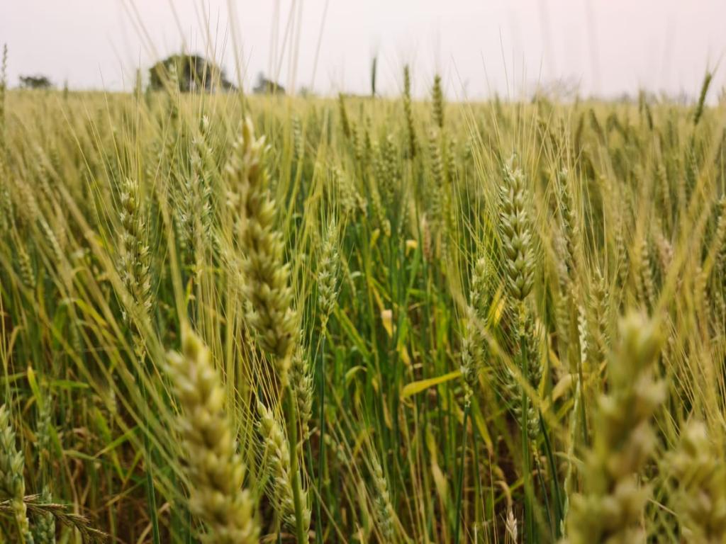 Umidade adequada no solo beneficia desenvolvimento do trigo no RS