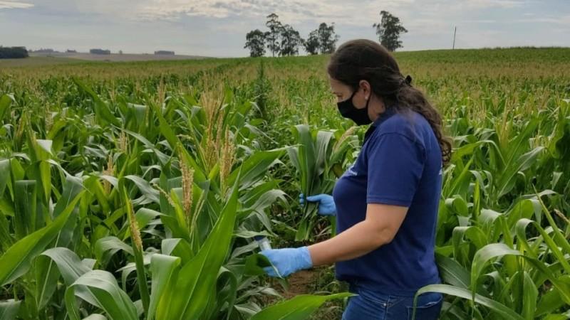 Secretaria da Agricultura monitora surgimento de cigarrinhas em lavouras de milho do RS