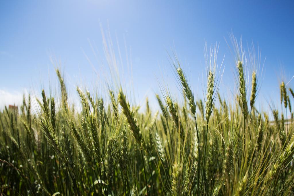 Introdução da tecnologia Clearfield em cultivares de trigo no Brasil