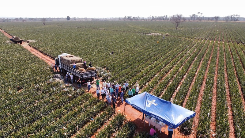 9ª Feira de Agronegócios do Abacaxi acontece de 3 a 6 de agosto