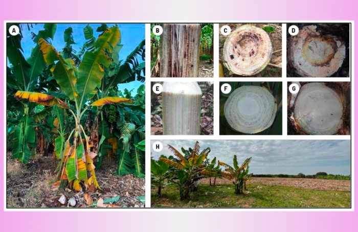 Raça 4 tropical - ameaça à bananicultura mundial