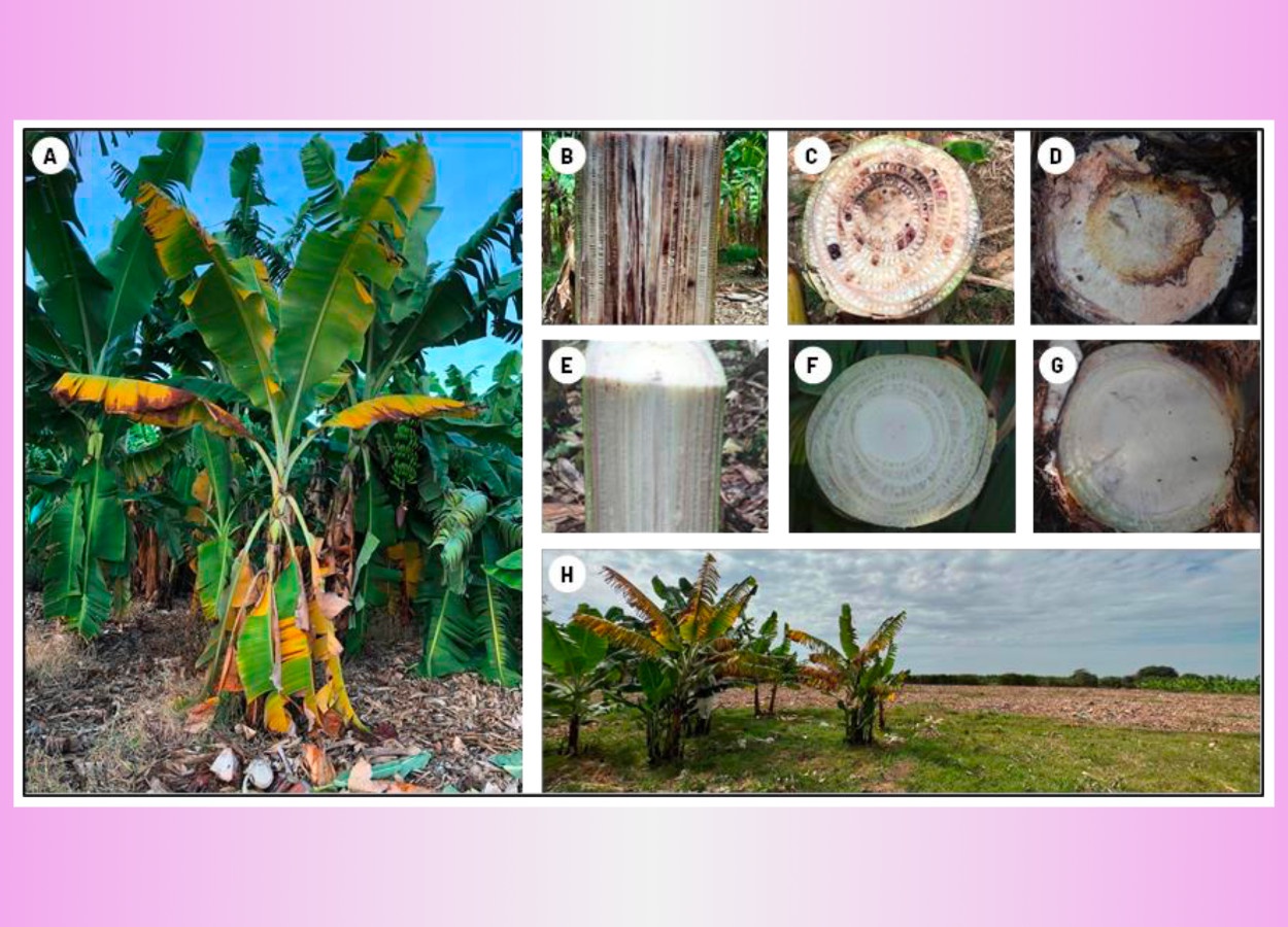 Tropenrasse 4  Bedrohung fr den weltweiten Bananenanbau  Revista Cultivar