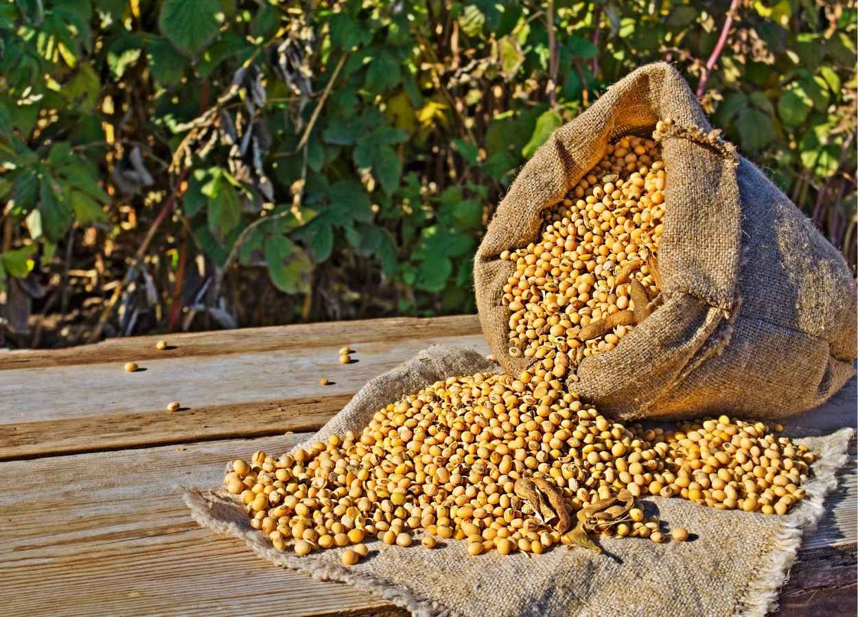 Soja ganha novos motores de demanda e muda o radar do produtor