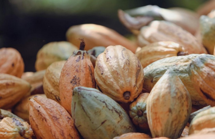 Cadeia do cacau enfrenta incertezas no Brasil