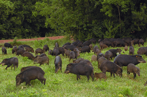 Ataques de porcos selvagens comprometem lavouras de milho em Mato Grosso