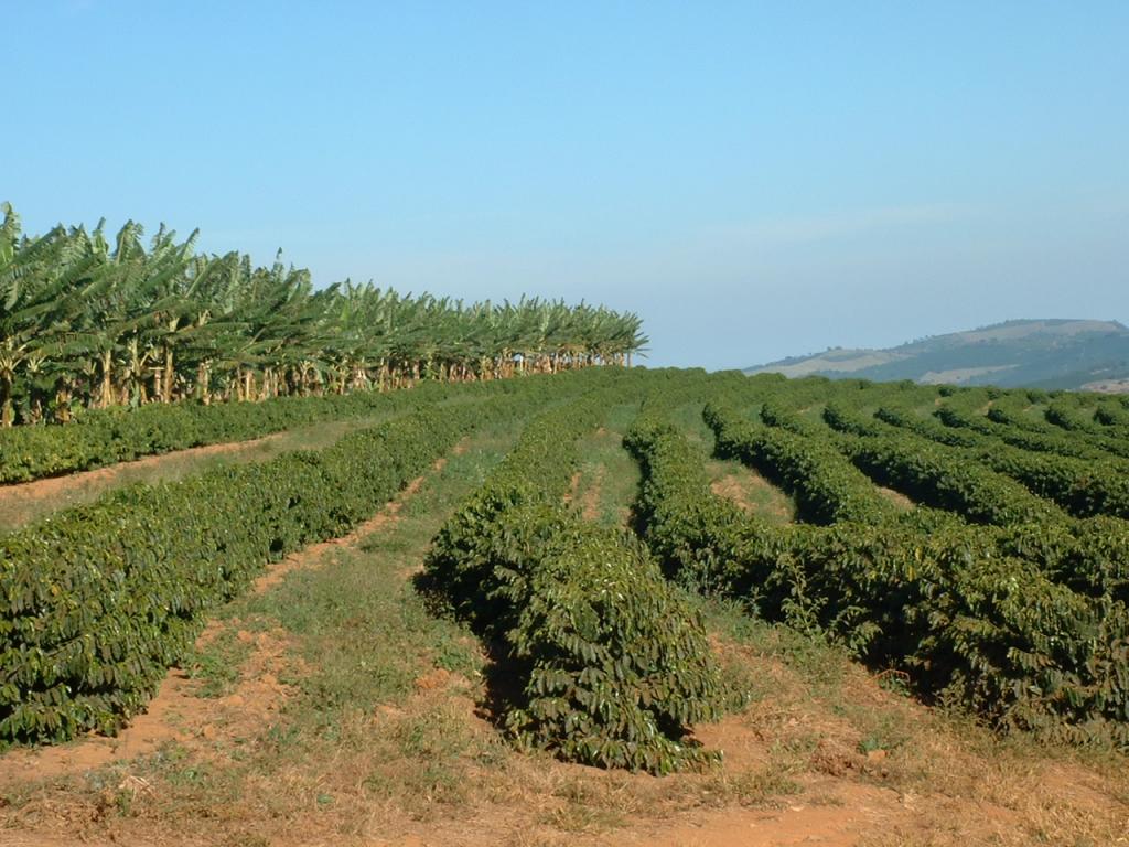 Receita da lavoura cafeeira de Minas Gerais equivale a 61% do total brasileiro