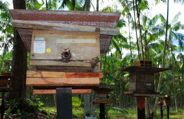 Criação de abelhas sem ferrão ganha regulamentação inédita no Pará