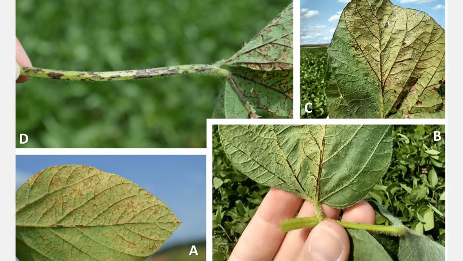 Figura 1: evolução dos sintomas de antracnose (Colletotrichum spp.) na soja na safra 2019/20; a) Sintomas iniciais na folha, na forma de manchas escuras ao longo das nervuras; b) A área foliar ao redor das nervuras afetadas torna-se clorótica; c) A área foliar infectada seca e torna-se quebradiça; d) Os sintomas também podem ser observados nos pecíolos foliares da soja, na forma de manchas negras