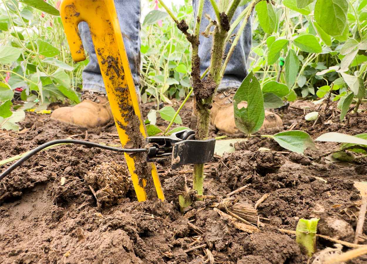 Planta de soja é cortada com um dispositivo de gravação pronto para "escutar" insetos - Foto:&nbsp;K-State