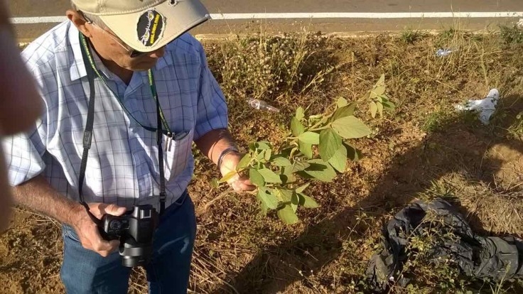 Rodadas técnicas em três regiões do MT verificam incidência de ferrugem asiática em soja guaxa