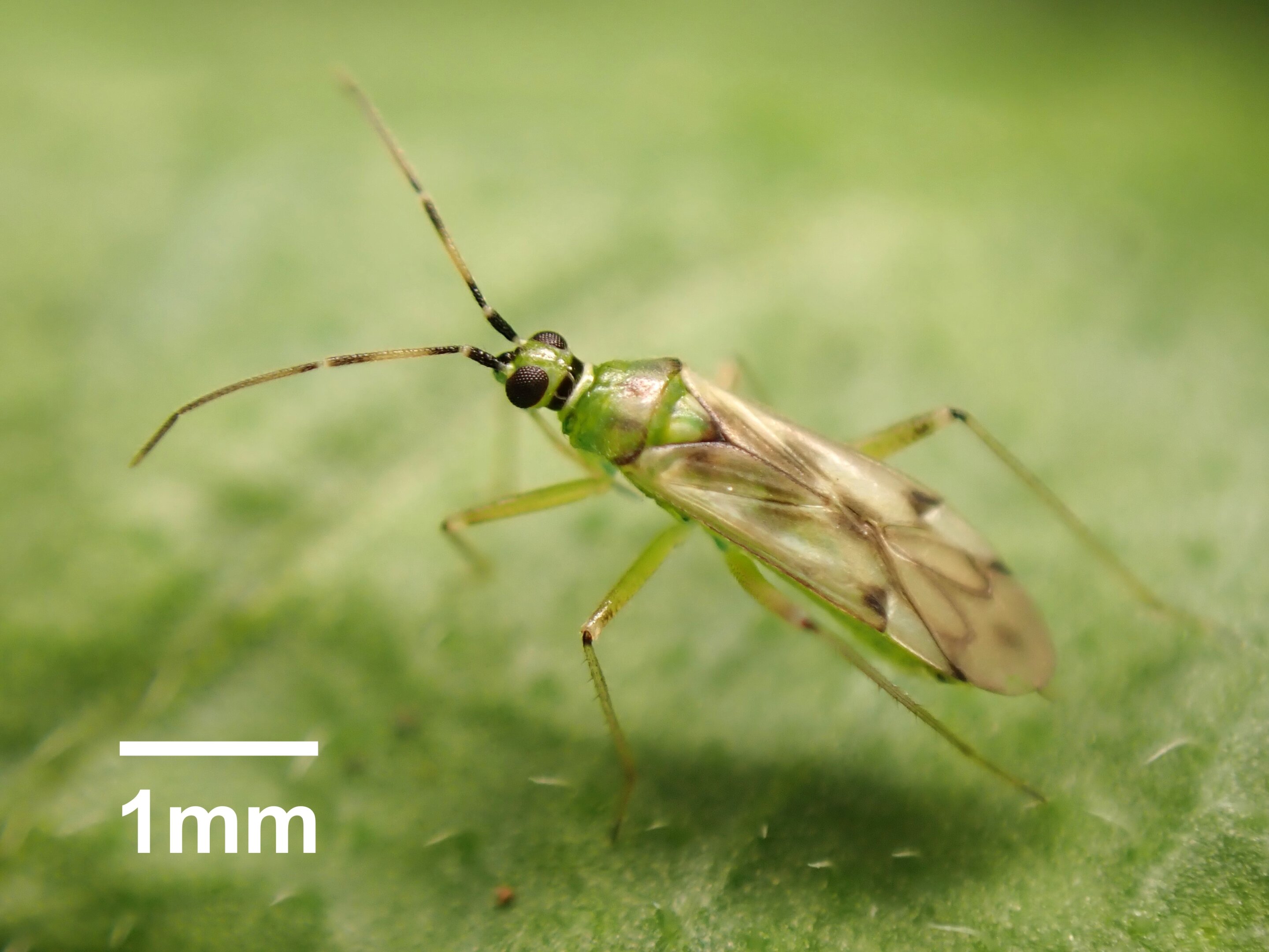 <i>Nesidiocoris tenuis</i> - Foto: National Agriculture and Food Research Organization (NARO)