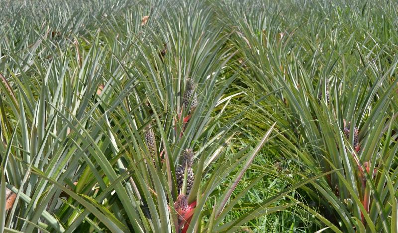 Boas práticas para cultivo do abacaxizeiro é tema de curso da Embrapa em Careiro no AM