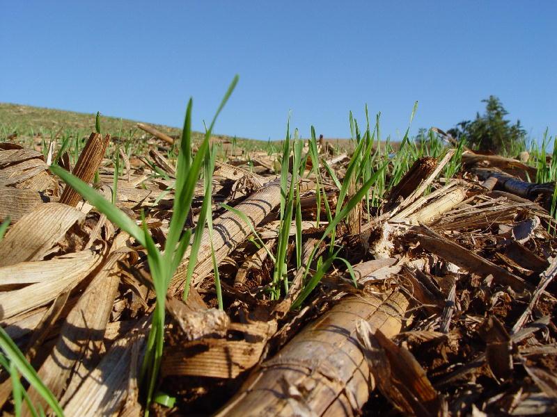 Frio chega na hora certa contribuindo com início da plantação de trigo em Maringá (PR)