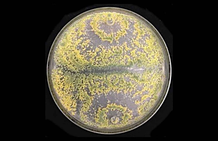 Trichoderma hamatum ativa compostos voláteis contra fungos