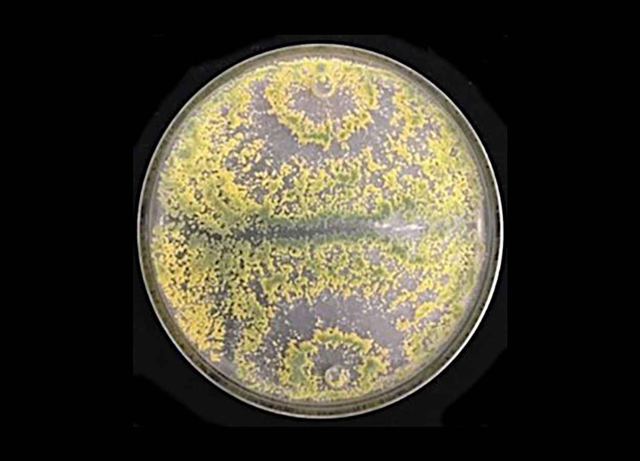 Estudo identifica molécula com ação fungicida em múltiplos patógenos