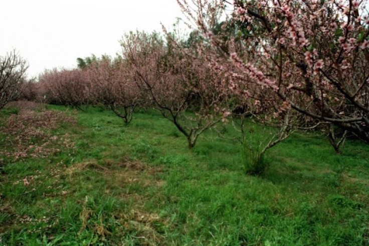 Temperaturas amenas tranquilizam produtores de pêssego da Serra Gaúcha