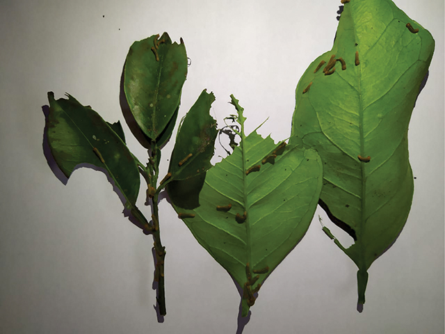Desfolha provocada pelas lagartas prejudica o desenvolvimento das plantas em altas infestações.