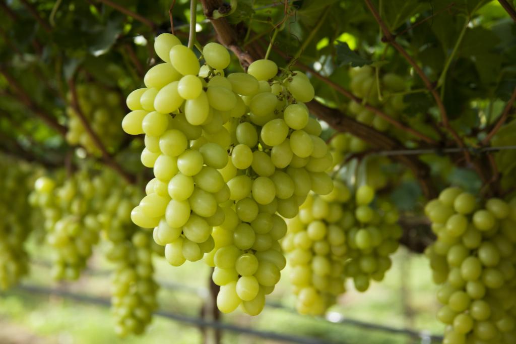 Manejo nutricional aumenta em até 44% a concentração de antioxidantes na uva