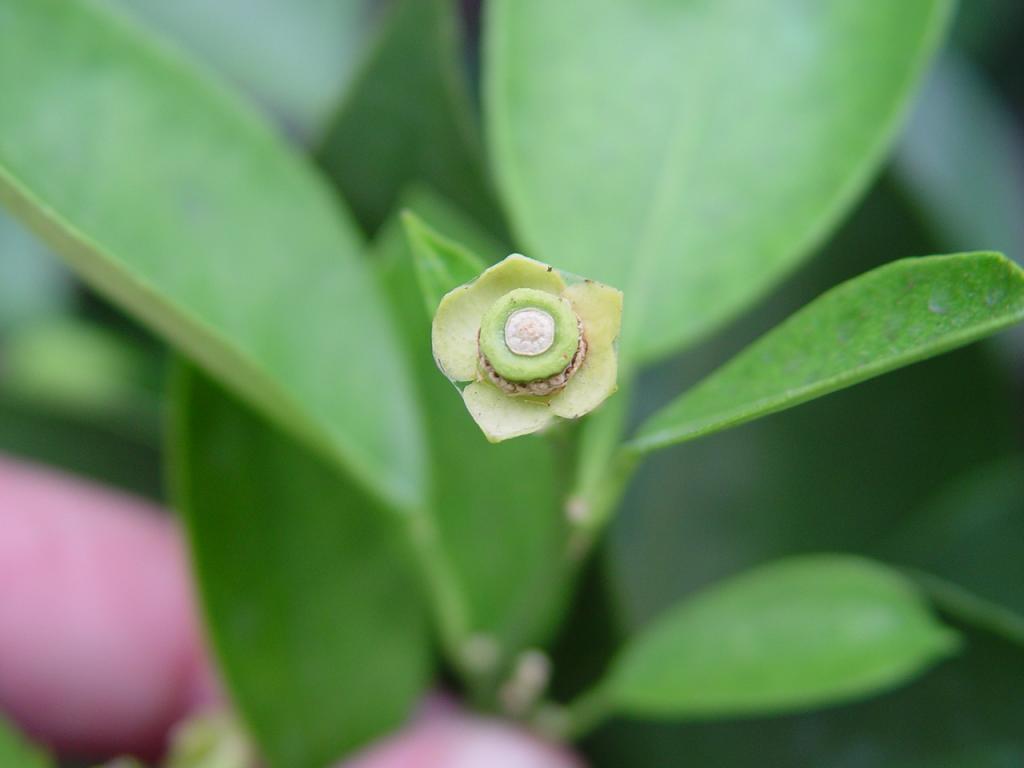 ​Fundecitrus inicia ciclo de cursos de podridão floral