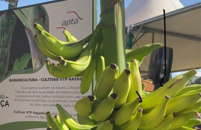 Nova variedade de banana prata é encontrada no Vale do Ribeira, em São Paulo