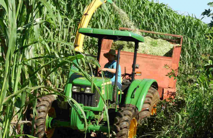 Produção de volumoso com Sorgão Gigante será destaque em Dia de Campo em Goiás