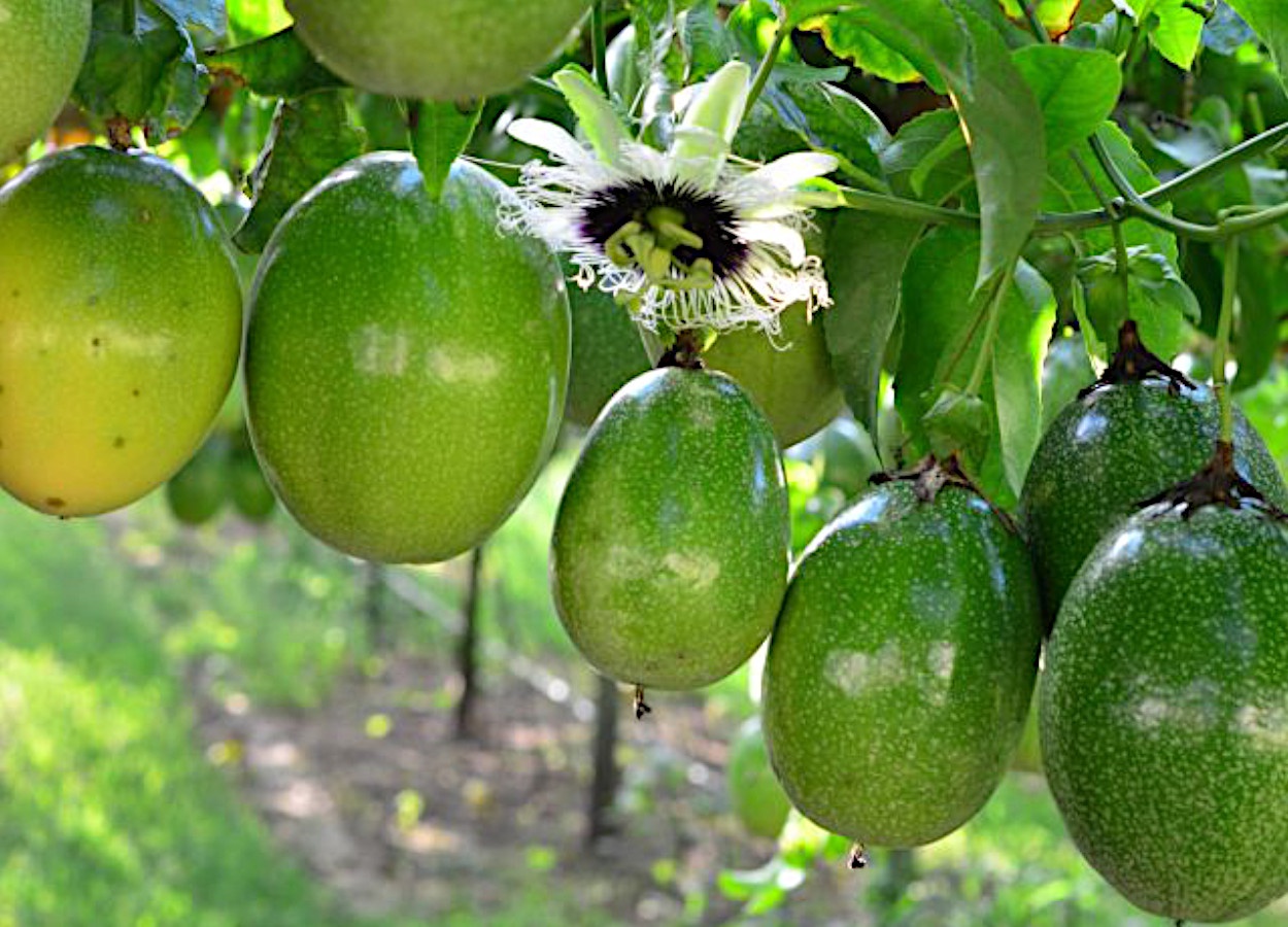 A produtividade média dos pomares foi de 20 a 25 toneladas por hectare, enquanto na safra anterior fora de 35 t/ha