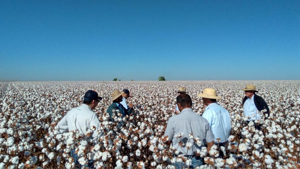 ​Tour em lavouras de algodão destaca cultivares no Médio Norte de MT