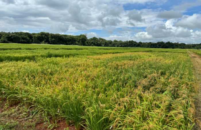 Emater Goiás e Embrapa desenvolvem pesquisa sobre uso de bioinsumos no cultivo de arroz