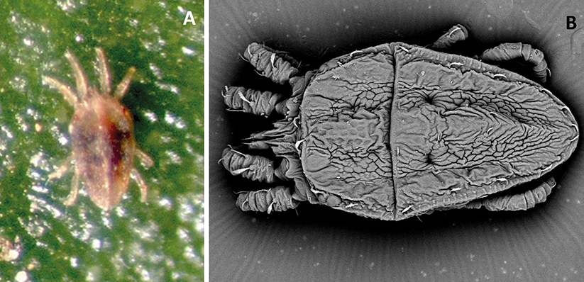 Figura 7 - Adulto do um ácaro da espécie Brevipalpus yothersi (Acari: Tenuipalpidae), vetor do cilevirus citrus leprosis virus C (CiLV-C). A: Vista ao microscópio estereoscópico, e B: Vista ao microscópio eletrônico de varredura 