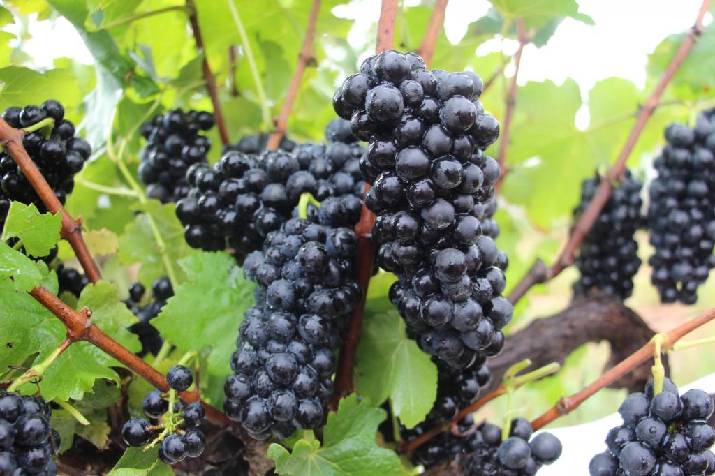 Produtores celebram a qualidade das uvas colhidas na safra de inverno em MG
