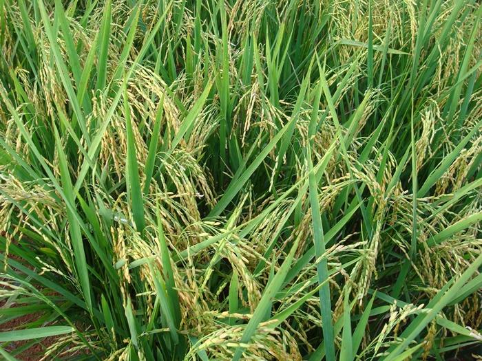 Soluções tecnológicas para o agronegócio da cultura do arroz estão na Agrotins